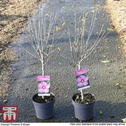 Hibiscus Syriacus 'Woodbridge' -Garden Glory Sales HIBI T67967 H