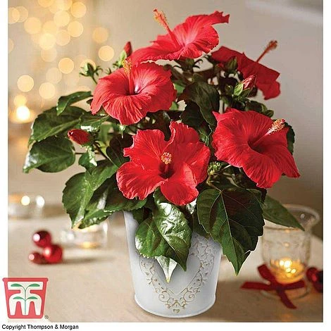 Hibiscus 'Festive Flair' - Gift 3 Hibiscus 'Festive Flair' - Gift