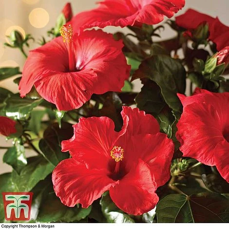 Hibiscus 'Festive Flair' - Gift 4 Hibiscus 'Festive Flair' - Gift - Image 2