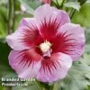 Hibiscus 'Flower Tower Purple' -Garden Glory Sales HIBI FTOWERPUR H43875