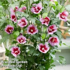 Hibiscus 'Flower Tower Purple' -Garden Glory Sales HIBI FTOWERPUR H43877