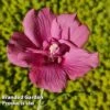 Hibiscus 'Flower Tower Ruby' -Garden Glory Sales HIBI FTOWERRUB H43879