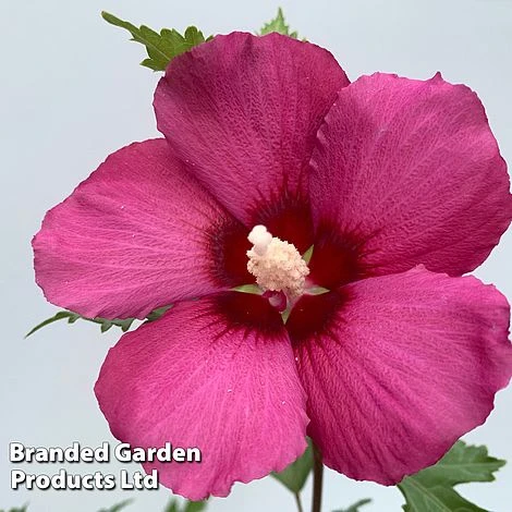 Hibiscus 'Flower Tower Ruby' 4 Hibiscus 'Flower Tower Ruby' - Image 2