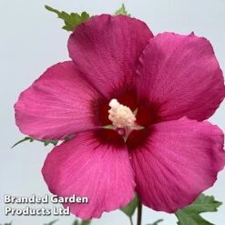 Hibiscus 'Flower Tower Collection' -Garden Glory Sales HIBI FTOWERRUB H438801