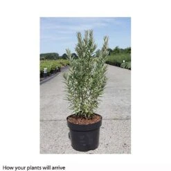 Hippophae Rhamnoides 'Hikul' -Garden Glory Sales HIPP T66225 A h