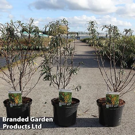 Hippophae Rhamnoides 'Julia' 3 Hippophae Rhamnoides 'Julia'