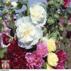 Bare Root Perennial Collection -Garden Glory Sales HOLL 10542 A1