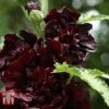 Hollyhock 'Chater's Chestnut Brown' -Garden Glory Sales HOLL 64224 A
