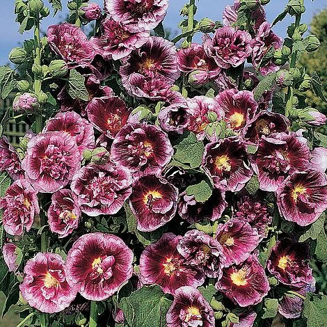 Hollyhock 'Creme De Cassis' 3 Hollyhock 'Creme De Cassis'