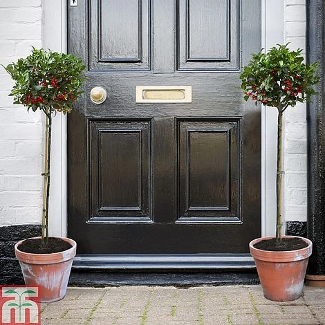 Holly 'Blue Maid' (Standard) 4 Holly 'Blue Maid' (Standard) - Image 2