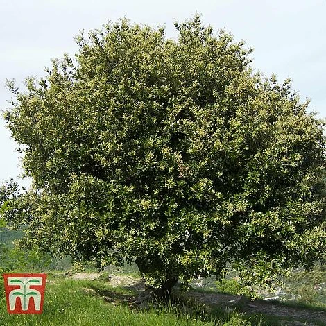 Quercus Ilex 4 Quercus Ilex - Image 2