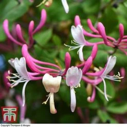 Honeysuckle 'Belgica' -Garden Glory Sales HONE T58011 C