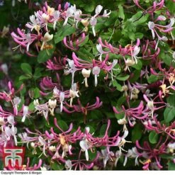 Honeysuckle 'Belgica' -Garden Glory Sales HONE T58011 D