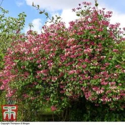 Honeysuckle 'Belgica' -Garden Glory Sales HONE T58011 I