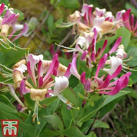 Honeysuckle 'Fragrant Cloud' 4 Honeysuckle 'Fragrant Cloud' - Image 2