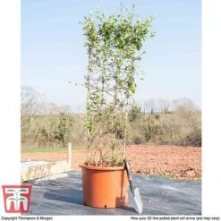 Honeysuckle 'Halliana' - Trellis -Garden Glory Sales HONE WKB9249 F