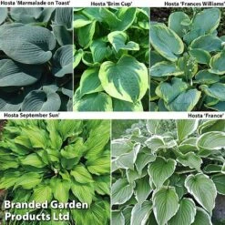 129 Bulb & Perennial Bumper Pack -Garden Glory Sales HOSTA COL2