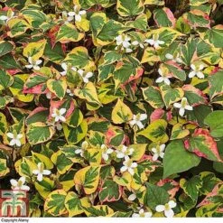Houttuynia Cordata 'Chameleon' -Garden Glory Sales HOUT 58076 A