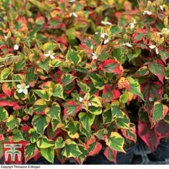 Houttuynia Cordata 'Chameleon' -Garden Glory Sales HOUT 58076 D