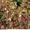 Houttuynia Cordata 'Chameleon'