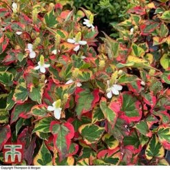 Houttuynia Cordata 'Chameleon'