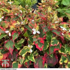 Houttuynia Cordata 'Chameleon' -Garden Glory Sales HOUT 58076 F