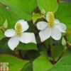 Houttuynia Cordata -Garden Glory Sales HOUT T47817 A