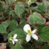 Houttuynia Cordata 'Boo-boo' (Marginal Aquatic) -Garden Glory Sales HOUT T78182 A h