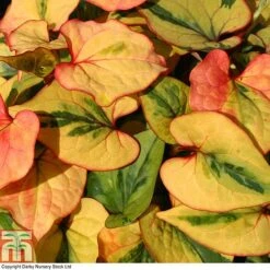 Houttuynia Cordata 'Flame' 19 Houttuynia Cordata 'Flame' -Garden Glory Sales HOUT T80293 A