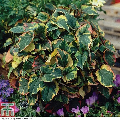 Houttuynia Cordata 'Flame' 8 Houttuynia Cordata 'Flame' - Image 6