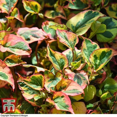 Houttuynia Cordata 'Flame' 4 Houttuynia Cordata 'Flame' - Image 2