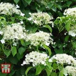 Hydrangea Petiolaris -Garden Glory Sales HYDR T57999 D