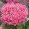 Hydrangea 'Princess Diana' -Garden Glory Sales HYDR T79155 C