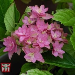 Hydrangea 'Princess Diana' -Garden Glory Sales HYDR T79155 E