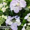 Hydrangea 'Angel Wings Blue' -Garden Glory Sales HYDRAANGELWINGSBLUE KC0929 A