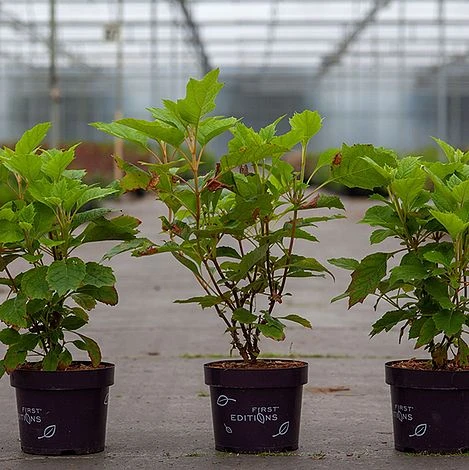 Hydrangea Quercifolia 'Amethyst' 4 Hydrangea Quercifolia 'Amethyst' - Image 2