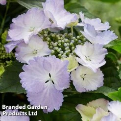 Hydrangea 'Angel Wings Blue' 9 Hydrangea 'Angel Wings Blue' -Garden Glory Sales HYDR ANGELWING S35322