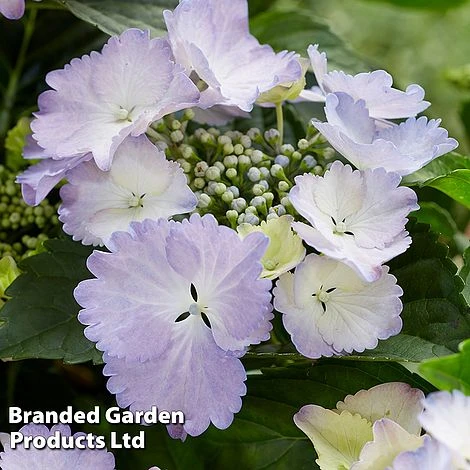 Hydrangea 'Angel Wings Blue' 5 Hydrangea 'Angel Wings Blue' - Image 3