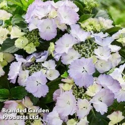 Hydrangea 'Angel Wings Blue' 10 Hydrangea 'Angel Wings Blue' -Garden Glory Sales HYDR ANGELWING S35327