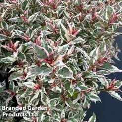 Hydrangea Serrata 'Euphoria Pink' -Garden Glory Sales HYDR EUPHORIAP S47738