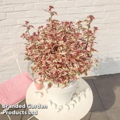 Hydrangea Serrata 'Euphoria Pink' -Garden Glory Sales HYDR EUPHORIAP S49580