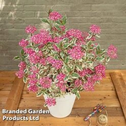 Hydrangea Serrata 'Euphoria Pink' -Garden Glory Sales HYDR EUPHORIAP S49581