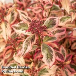 Hydrangea Serrata 'Euphoria Pink' -Garden Glory Sales HYDR EUPHORIAP S49583