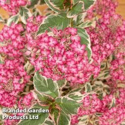 Hydrangea Serrata 'Euphoria Pink' -Garden Glory Sales HYDR EUPHORIAP S49585