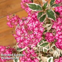 Hydrangea Serrata 'Euphoria Pink' -Garden Glory Sales HYDR EUPHORIAP S49586