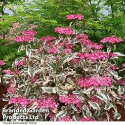 Hydrangea Serrata 'Euphoria Pink' -Garden Glory Sales HYDR EUPHPINK T44128