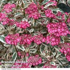 Hydrangea Serrata 'Euphoria Pink' -Garden Glory Sales HYDR EUPHPINK T44130