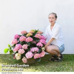 Hydrangea Macrophylla 'Pink' 12 Hydrangea Macrophylla 'Pink' -Garden Glory Sales HYDR MACPINK7L T50414