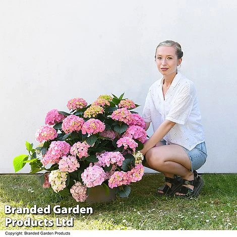 Hydrangea Macrophylla 'Pink' 6 Hydrangea Macrophylla 'Pink' - Image 4
