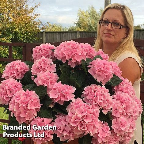 Hydrangea Macrophylla 'Pink' 4 Hydrangea Macrophylla 'Pink' - Image 2